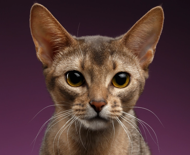Abyssinian cat coat colors