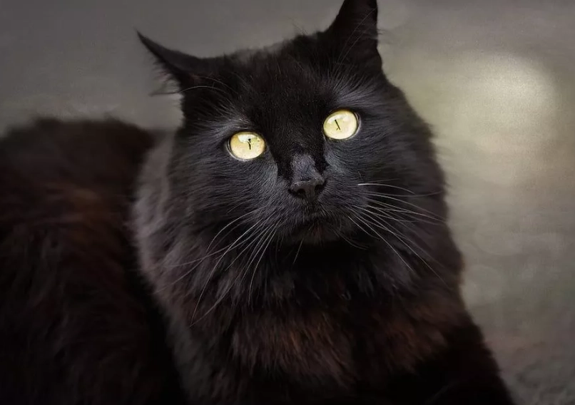 Black longhaired cat