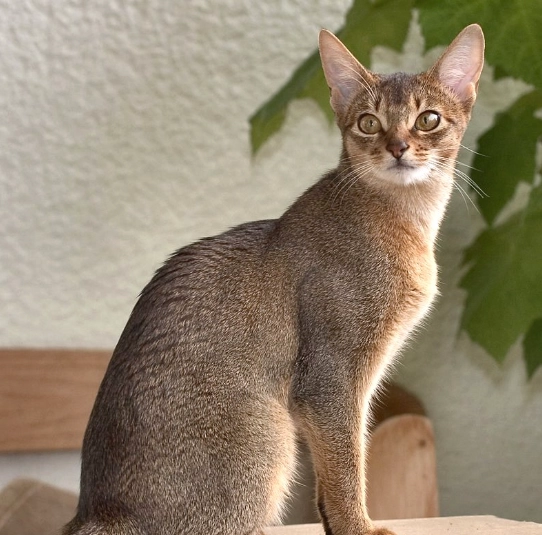 Abyssinian cat colors Abyssinian cat colors