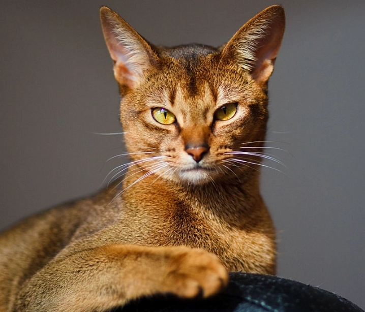 Abyssinian cat behavior Abyssinian cat behavior