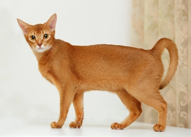 Abyssinian cat colors