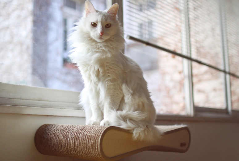 Turkish Angora vs white cat