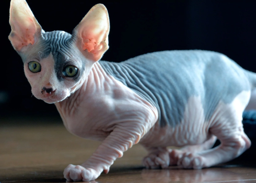 Sphynx kitten care