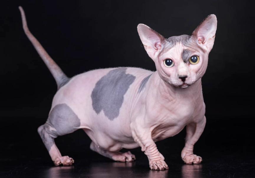 hairless cat care hairless cat care