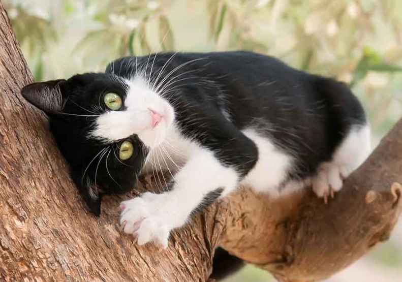 cat affection signs cat affection signs