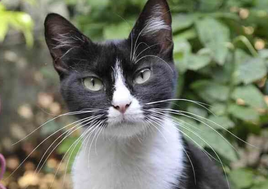 tuxedo cat personality tuxedo cat personality