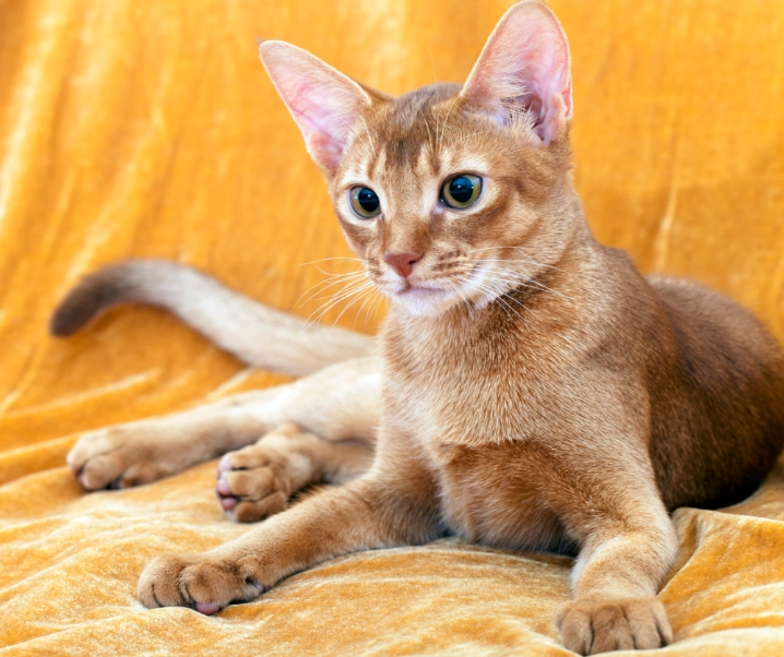 orange Abyssinian cat orange Abyssinian cat