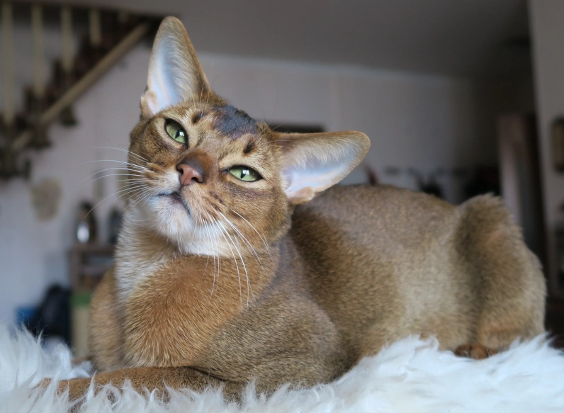 Abyssinian cat personality