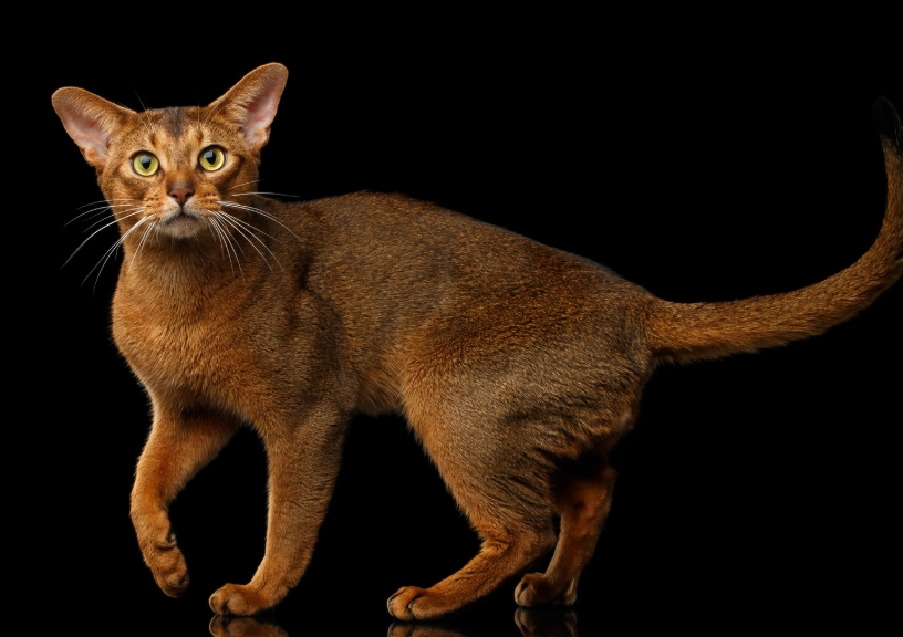 Abyssinian cat coat colors Abyssinian cat coat colors