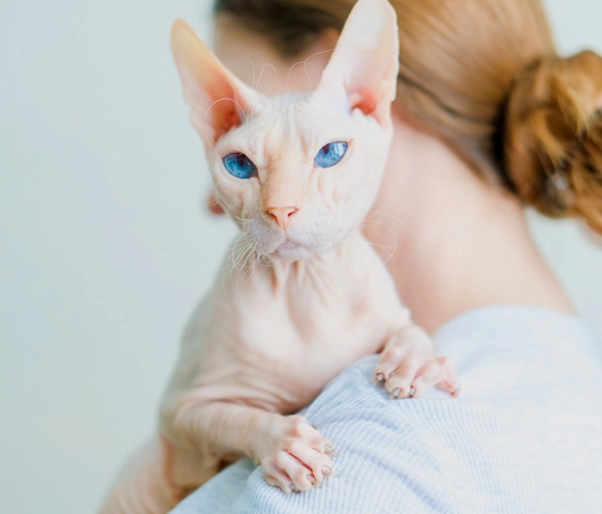 hairless cat rescue