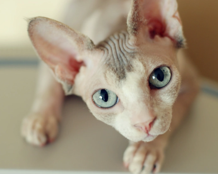hairless cat rescue