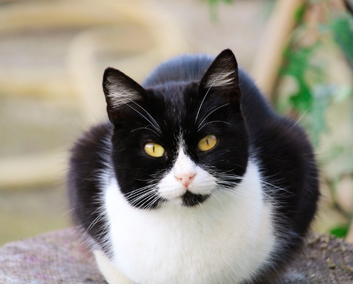 how to hold a cat how to hold a cat