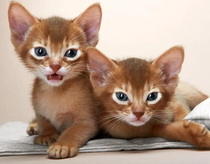 ruddy Abyssinian cat ruddy Abyssinian cat