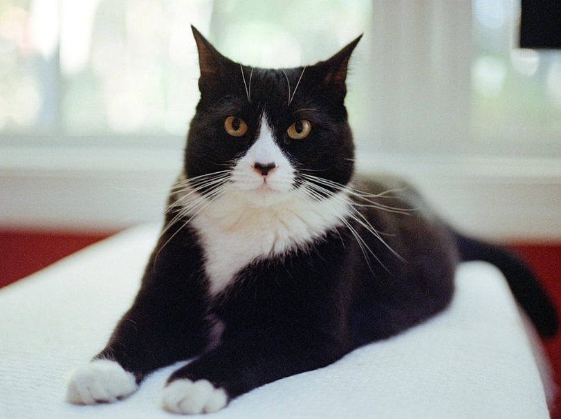 tuxedo cat personality tuxedo cat personality