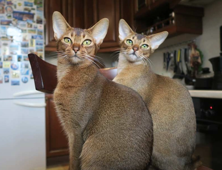 Abyssinian cat personality