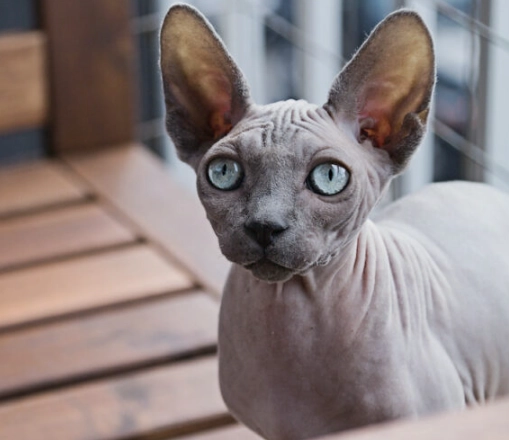 hairless cat adoption