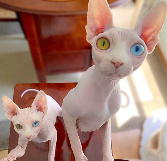 hairless cat adoption