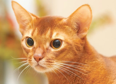 Abyssinian cat coat colors Abyssinian cat coat colors