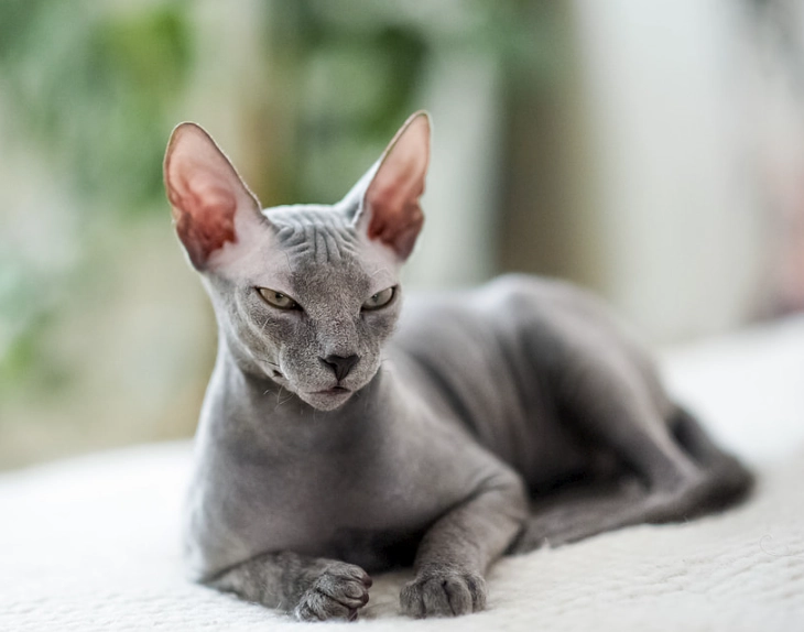 adopt a sphynx cat