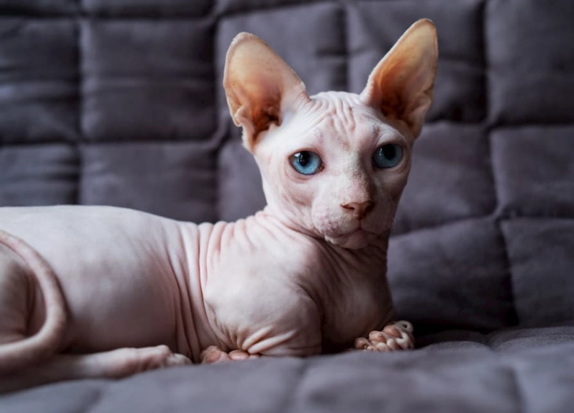 adopt a sphynx cat