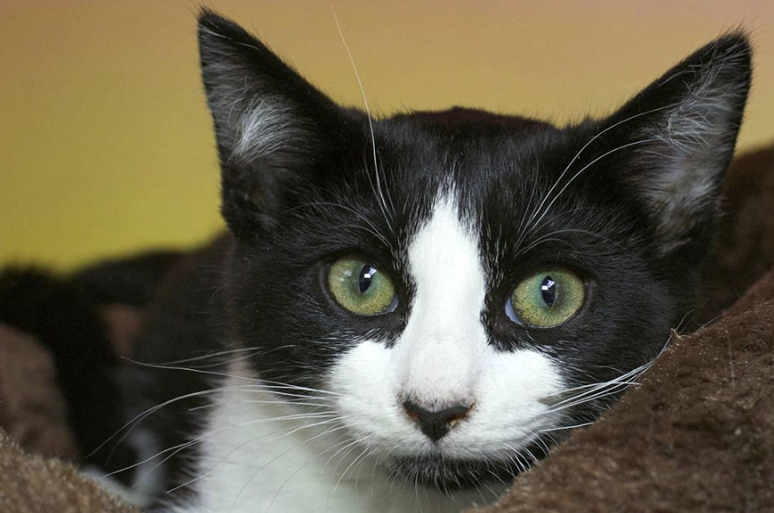 how to hold a cat how to hold a cat