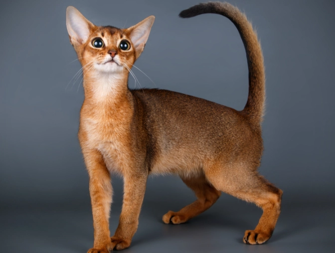 hypoallergenic cat breeds