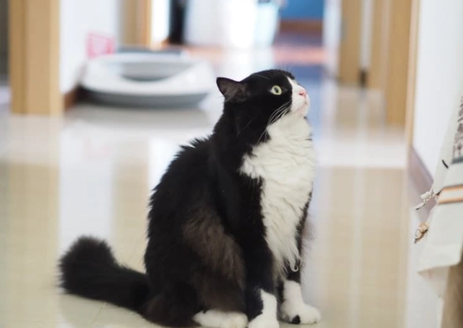 are tuxedo cats rare