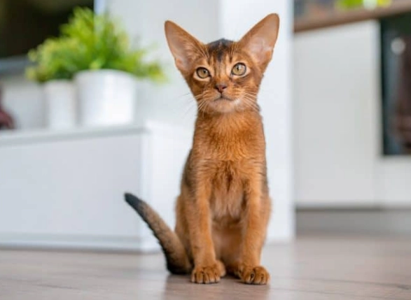 hypoallergenic cat breeds