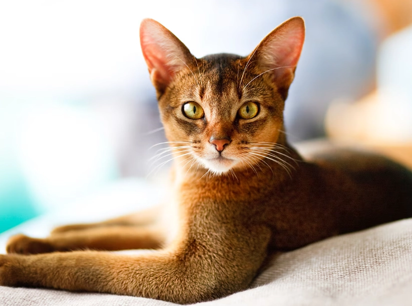 Abyssinian cat health issues