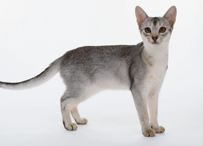 Abyssinian cat care