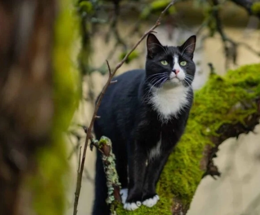 are tuxedo cats rare