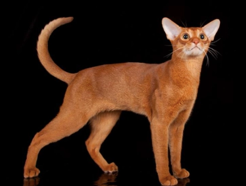 ruddy Abyssinian cat ruddy Abyssinian cat