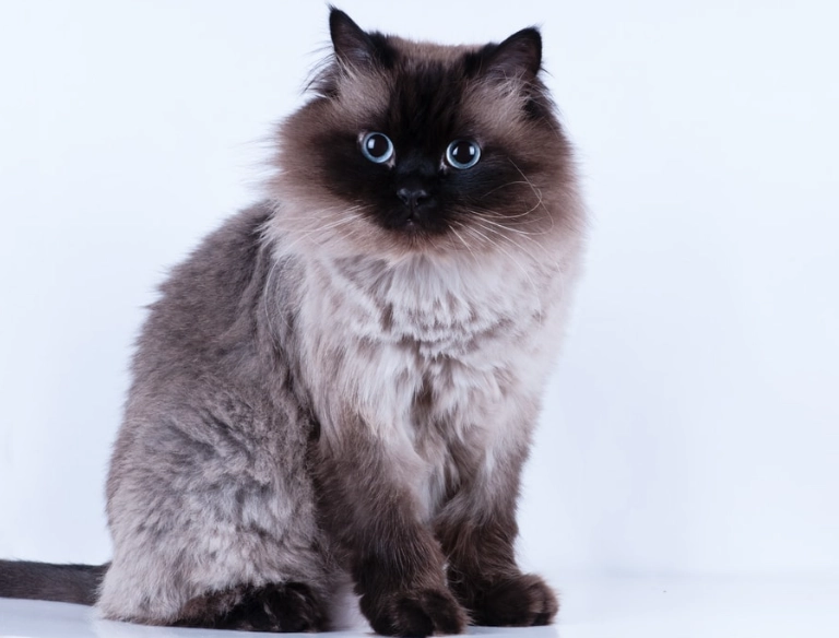 Himalayan cat price