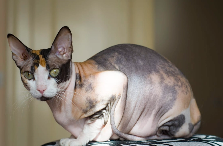 hairless cat care hairless cat care