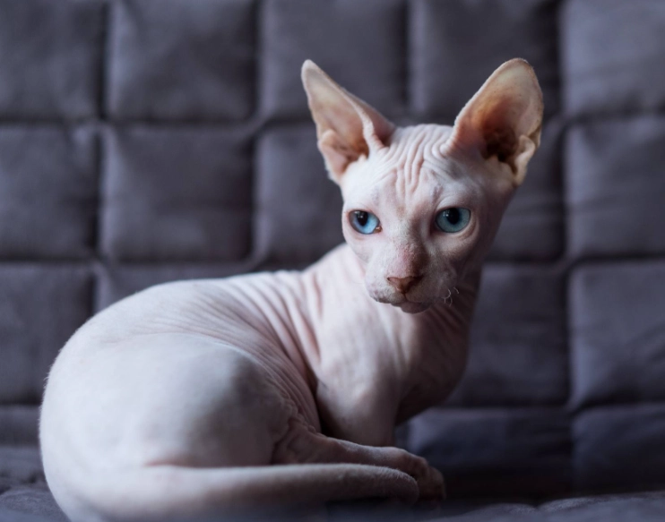 hypoallergenic cat breeds