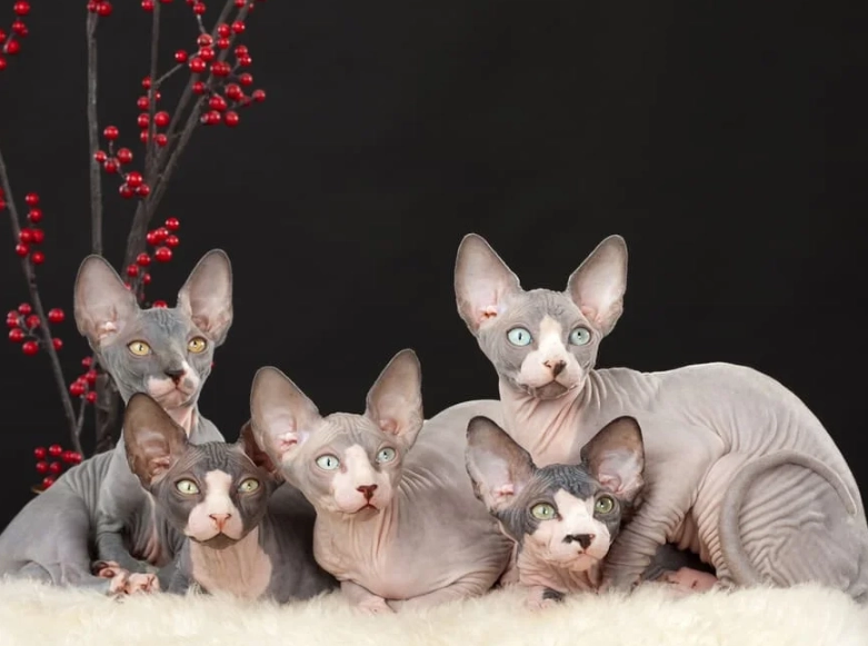 Are Sphynx cats smelly?