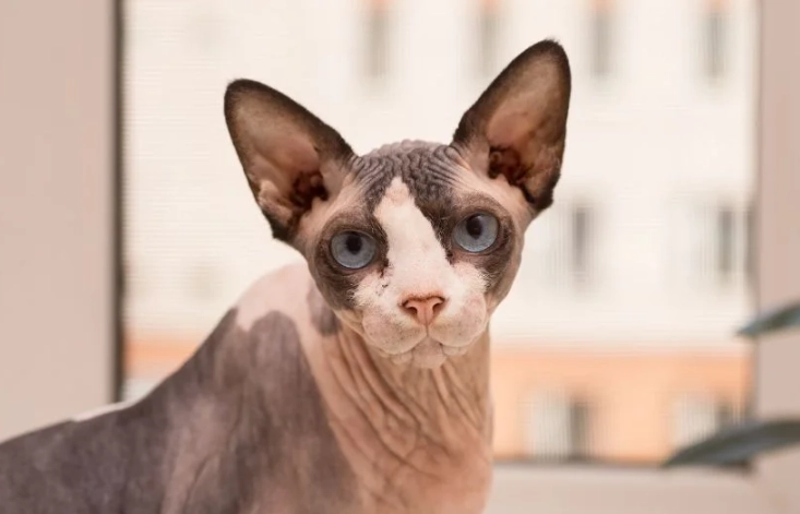 hairless cat grooming