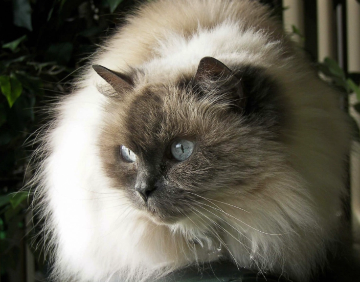 Himalayan cat temperament Himalayan cat temperament