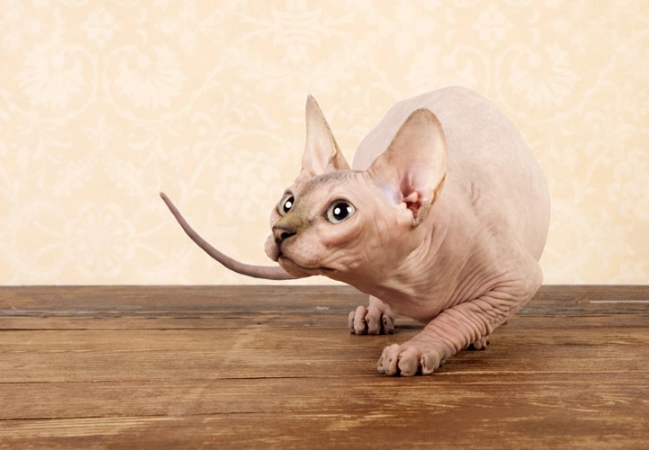 Sphynx cat dander