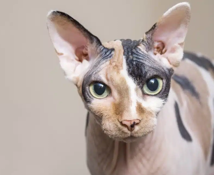 black sphynx cat