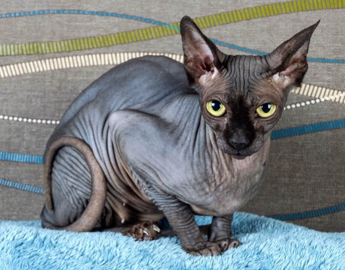 black hairless cat care