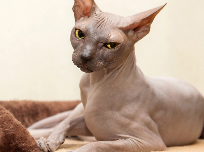 Sphynx cat care
