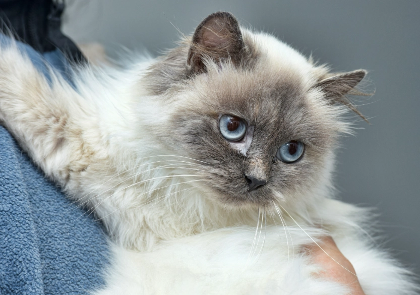 How much does a Himalayan cat cost