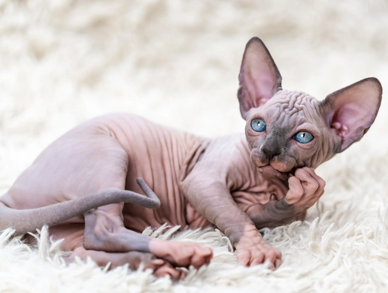 hairless cat price