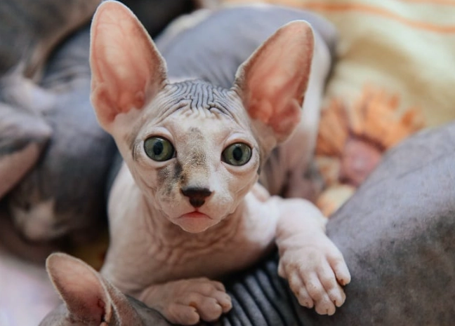 hairless cat allergies
