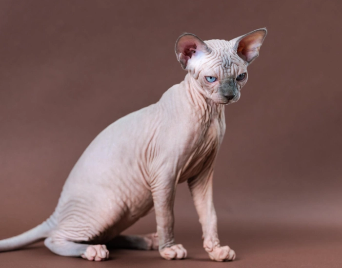 How much does a hairless cat cost?