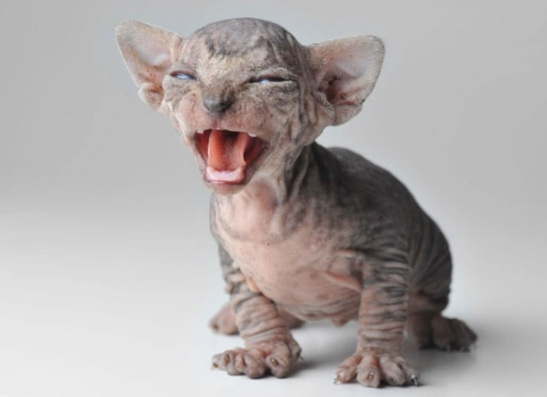 hairless cat price