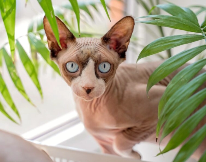 sphynx cat price