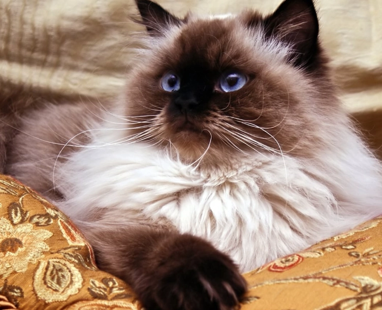 Himalayan cat temperament Himalayan cat temperament