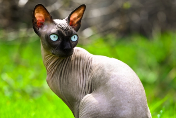 black hairless cat care